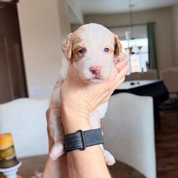 Paisley - Parti female Goldendoodle puppy in Anthem/Phoenix, Arizona from Ironwood Doodles