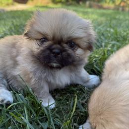 Pekingese Puppies from Northridge Pekingese