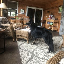 German Shepherds and Labrador Retrievers from RJS Kennels