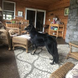 German Shepherds and Labrador Retrievers from RJS Kennels
