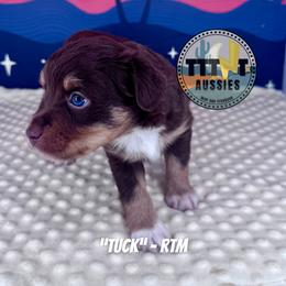 Tuck - Red tri male Miniature Australian Shepherd puppy in Tucson, Arizona from TTTNT Aussies
