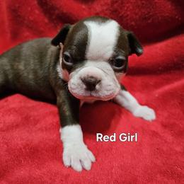 Red Collar Girl - Brindle and white female Boston Terrier puppy in Salina, Kansas from Giles' Boston Babies