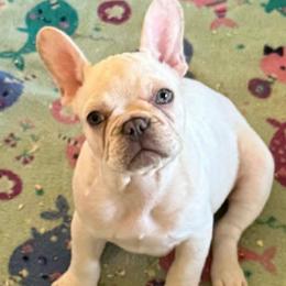 Platinum  Male 1 (Tater Tot) - male French Bulldog puppy in Corona, California from Whimsical Farms Labrador Retrievers