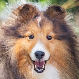 Shetland Sheepdogs from Buehneman Shelties