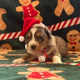 BMF - Blue merle female Miniature Australian Shepherd puppy in Connelly Springs, North Carolina from Appalachian Aussies