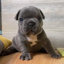 French Bulldog Puppies from @yarathefrenchie