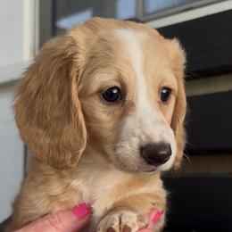 Abby - Cream female Dachshund puppy in Corona, California from M & M Doxies