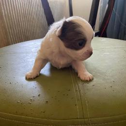 Vinny - Blue and white male Chihuahua puppy in Red Bluff, California from Aye Chihuahua