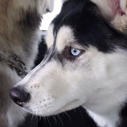 Royal - Siberian Husky