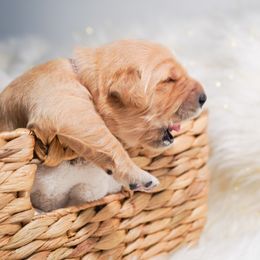 Golden Retriever, Miniature American Shepherd, and Siberian Husky Puppies from HuskiesAndGoldensWithFinesse