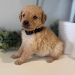 Nala - Apricot female Goldendoodle puppy in Ambrose, Georgia from Brandilyn's Aussies