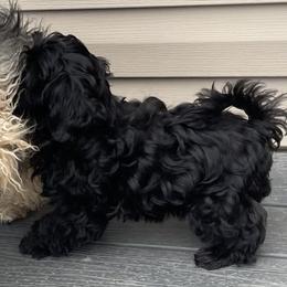 Dosie - Russian Tsvetnaya Bolonka