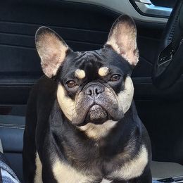 Starla - French Bulldog