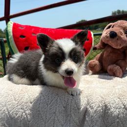 Aspen-full fluffy - Gray and white female American Corgi puppy in Decatur, Texas from Bar S Corgis
