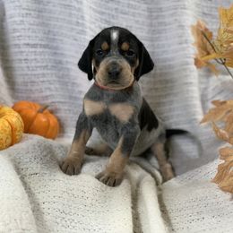 American Leopard Hound, Bluetick Coonhound, and German Shepherd Puppies from Haus Biery German Shepherds, Benchmark Blueticks & Leopard Hounds
