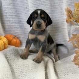 American Leopard Hound, Bluetick Coonhound, and German Shepherd Puppies from Haus Biery German Shepherds, Benchmark Blueticks & Leopard Hounds
