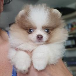 DUTCH - 3,000 dollars - Blue male Pomeranian puppy in Amelia, Ohio from Boujee Puff Poms