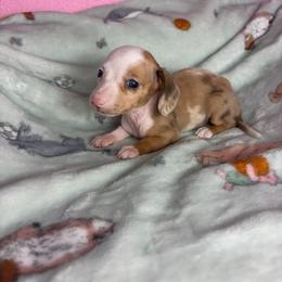 Miley - Piebald female Dachshund puppy in Lake City, Florida from My Ditzy Doxies of Florida