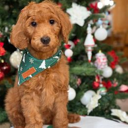 Sloth- Green boy - Red  male Goldendoodle puppy in Yuciapa, California from AlltheDoodlez_