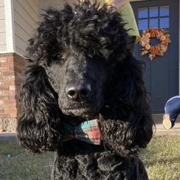 Birch - Poodle