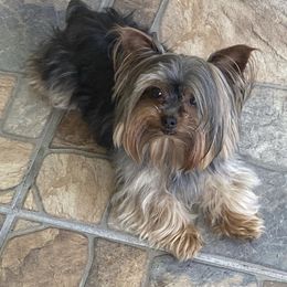 Yorkshire Terrier Puppies from Joy Riley's Yorkies