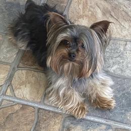 Yorkshire Terrier Puppies from Joy Riley's Yorkies