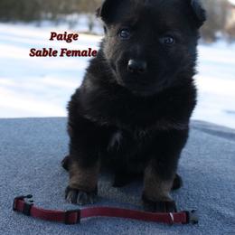 Paige - Sable female German Shepherd puppy in Ratcliff, Arkansas from Ridgeline Shepherds