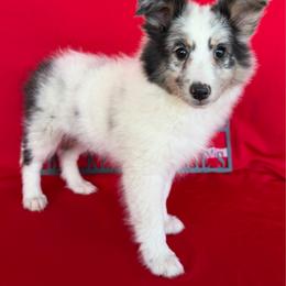 Lil Girl - White blue merle and tan female Shetland Sheepdog puppy in Dayton, Ohio from Buckeye Shelties