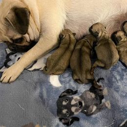 Pug Puppies from Windsor Pugs