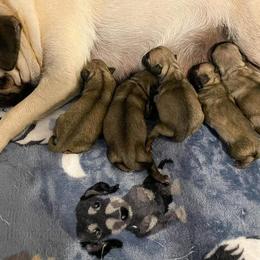 Pug Puppies from Windsor Pugs