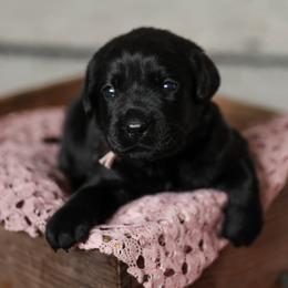 Golden Retriever and Labrador Retriever Puppies from Dublin Rise