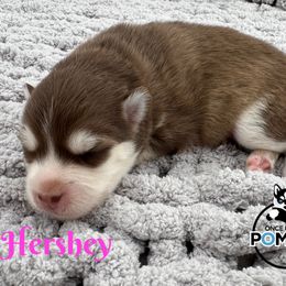 Hershey - Red and white female Pomsky puppy in Eastman, Georgia from Once Upon A Pomsky