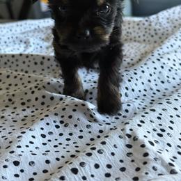 Italy - Black and tan female Yorkshire Terrier puppy in Lynwood, Illinois from SaintNicksWay