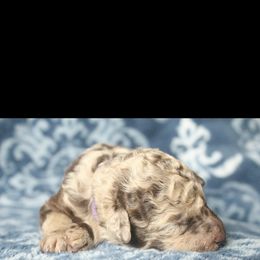 Assorted Doodle Crosses Puppies from Doodles Domain