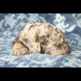 Assorted Doodle Crosses Puppies from Doodles Domain