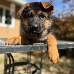 Purple - Black and red female German Shepherd puppy in Sacramento, California from Von Blackwolf German Shepherds
