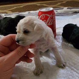 Miniature Schnauzers from Gulf Coast Schnauzers