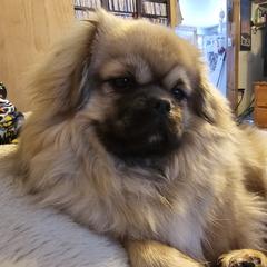 Townes - Tibetan Spaniel