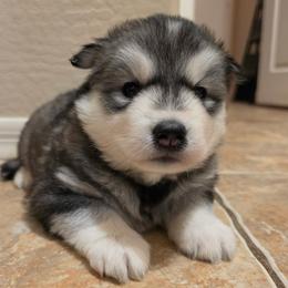 Angel - Gray and white female Siberian Husky puppy in Phoenix, Arizona from Limitless Huskies