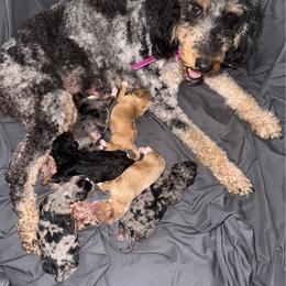 Pearl - Red female Cavapoo puppy in Knoxville, Tennessee from Duke’s Forever Doodles