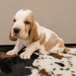 Ava - Red and white female Basset Hound puppy in Denison, Texas from Emma Lou's Baby Bassets
