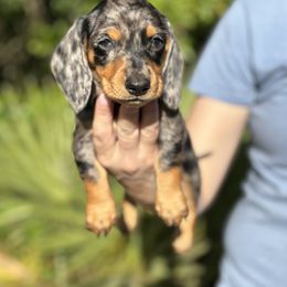 Dachshund Puppies from Branton Family Dachshunds