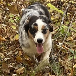 Indie - Miniature American Shepherd