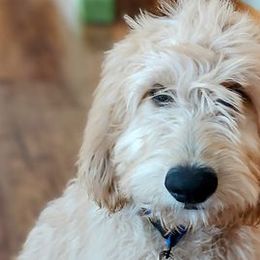 Blue - Goldendoodle puppy from Dakota Sky's Goldens