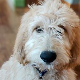 Blue - Goldendoodle puppy from Dakota Sky's Goldens