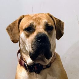 Sassy - Boerboel