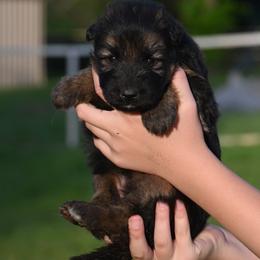 Lulu - Black and red female German Shepherd puppy in Azle, Texas from Nuckols-Alsup Canines German Shepherds