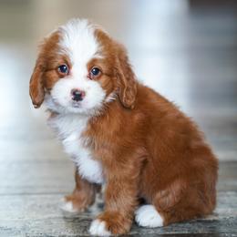 Hazel - Red female Bernedoodle puppy in Dundee, Ohio from Down Home Doodle