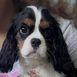 Ms.Nobi May finally made available 7-1-26 - Tri-color female Cavalier King Charles Spaniel puppy in Beaverton, Oregon from Feray Valoir cavaliers