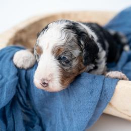 Dexter - Merle male Bernedoodle puppy in Lititz, Pennsylvania from Sleepy Hollow Acres